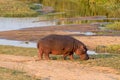 Hippopotamus Grazing Next To The Letaba River