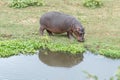 Hippopotamus grazing at a pond with water hyacinth