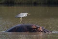 Hippopotamus and Grey Heron Royalty Free Stock Photo