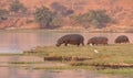 Hippopotamus group Royalty Free Stock Photo