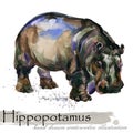 Hippopotamus hand drawn watercolor illustration