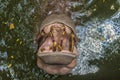 Hippopotamus in water