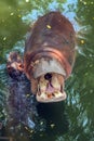 Hippopotamus in water