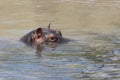 Hippopotamus head just above water with big eye visible Royalty Free Stock Photo