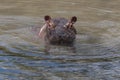 Hippopotamus head just above water facing camera Royalty Free Stock Photo