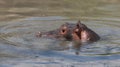 Hippopotamus head just above water Royalty Free Stock Photo