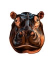Hippopotamus head portrait from a splash of watercolor, colored drawing, realistic