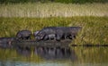 Hippopotamus herd in South Africa