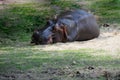 Hippopotamus slumbering in the sun