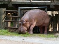 Hippopotamus or hippo eating green grass in a zoo with head down Royalty Free Stock Photo