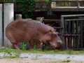 Hippopotamus or hippo eating green grass in a zoo with head down Royalty Free Stock Photo