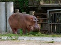 Hippopotamus or hippo eating green grass in a zoo with head down Royalty Free Stock Photo