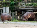 Hippopotamus or hippo eating green grass in a zoo with head down Royalty Free Stock Photo