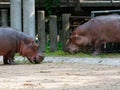 Hippopotamus or hippo eating green grass in a zoo with head down Royalty Free Stock Photo