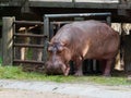 Hippopotamus or hippo eating green grass in a zoo with head down Royalty Free Stock Photo