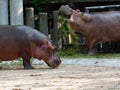 Hippopotamus or hippo eating green grass in a zoo with head up Royalty Free Stock Photo