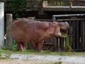 Hippopotamus or hippo eating green grass in a zoo with opened mouth Royalty Free Stock Photo