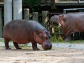 Hippopotamus or hippo eating green grass in a zoo with opened mouth Royalty Free Stock Photo