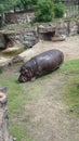 Hippopotamus