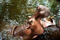 Hippopotamus (Hippo) Giant opened its mouth on the water. in chiangmai zoo ,thailand Royalty Free Stock Photo