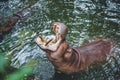 Hippopotamus or hippo mouth jaws for food Royalty Free Stock Photo