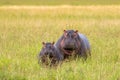 Hippopotamus, hippo standing in grassland at Serengeti National Park in Tanzania, East Africa