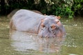 Hippopotamus, hippo in water showing only eyes, nostrils, ears at Serengeti National Park in Tanzania, Africa