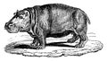 Hippopotamus or hippo, vintage engraving