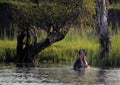 Hippo in Zimbabwe, Zambezi River. Hippopotamus