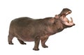 Hippopotamus - Hippopotamus amphibius ( 30 years)