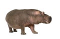 Hippopotamus - Hippopotamus amphibius ( 30 years)