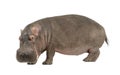 Hippopotamus - Hippopotamus amphibius ( 30 years) Royalty Free Stock Photo