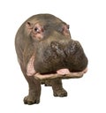 Hippopotamus - Hippopotamus amphibius ( 30 years) Royalty Free Stock Photo