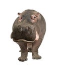 Hippopotamus - Hippopotamus amphibius ( 30 years)