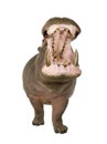 Hippopotamus - Hippopotamus amphibius ( 30 years)