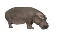 Hippopotamus - Hippopotamus amphibius ( 30 years)