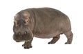 Hippopotamus - Hippopotamus amphibius ( 30 years) Royalty Free Stock Photo