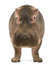 Hippopotamus, Hippopotamus amphibius, facing the camera