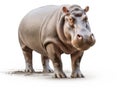 Ai Generated illustration Wildlife Concept of Hippopotamus Hippopotamus amphibius facing the camera Royalty Free Stock Photo