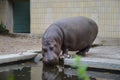 Hippopotamus Hippopotamus amphibius in Frankfurt zoo Royalty Free Stock Photo