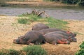 HIPPOPOTAMUS hippopotamus amphibius, GROUP SLEEPING NEAR MARA RIVER, KENYA