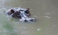 Hippopotamus, Hippopotamus amphibius, head just above water,