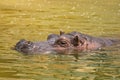 Hippopotamus Hippopotamus amphibius, or hippo