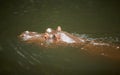 A hippopotamus Hippopotamus amphibius lying in the water with its head above water looking straight