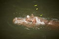 A hippopotamus Hippopotamus amphibius lying in the water with its head above water looking straight