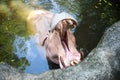 Hippopotamus Hippopotamus amphibius with open big mouth in water at Songkhla Thailand. Royalty Free Stock Photo