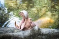 Hippopotamus Hippopotamus amphibius with open big mouth in water at Songkhla Thailand. Royalty Free Stock Photo