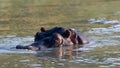 Hippopotamus (Hippopotamus amphibius) Pilanesberg Nature Reserve, South Africa Royalty Free Stock Photo