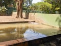 a hippopotamus or Hippopotamus amphibius is soaking in the water in the zoo enclosure Royalty Free Stock Photo