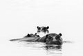 Hippopotamus (Hippopotamus amphibius) in water